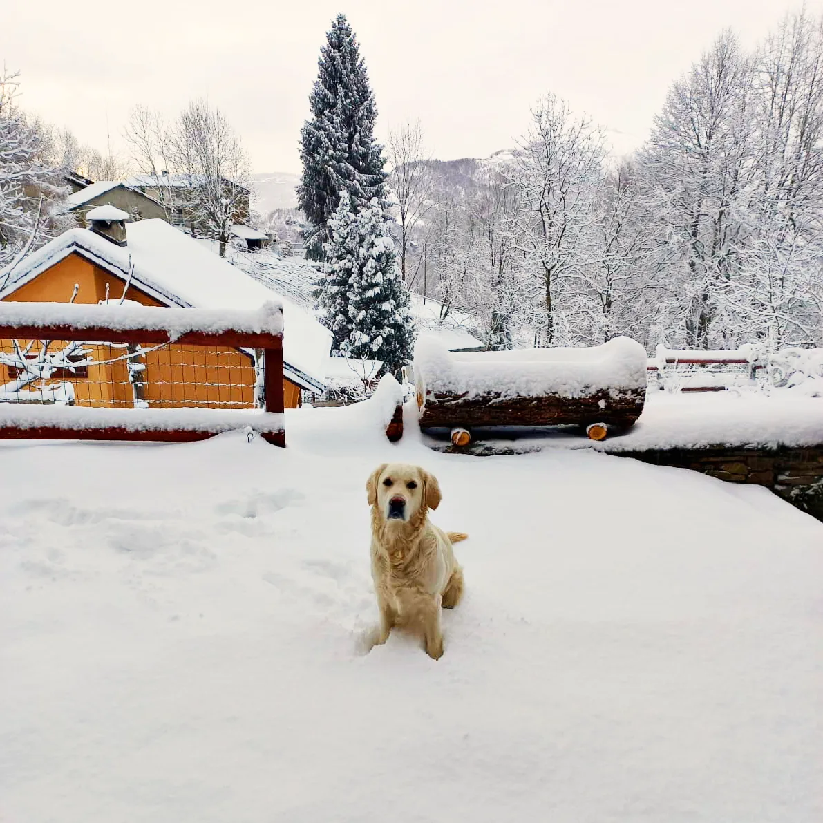Vacanze con il cane al Bondormì - Val Pellice